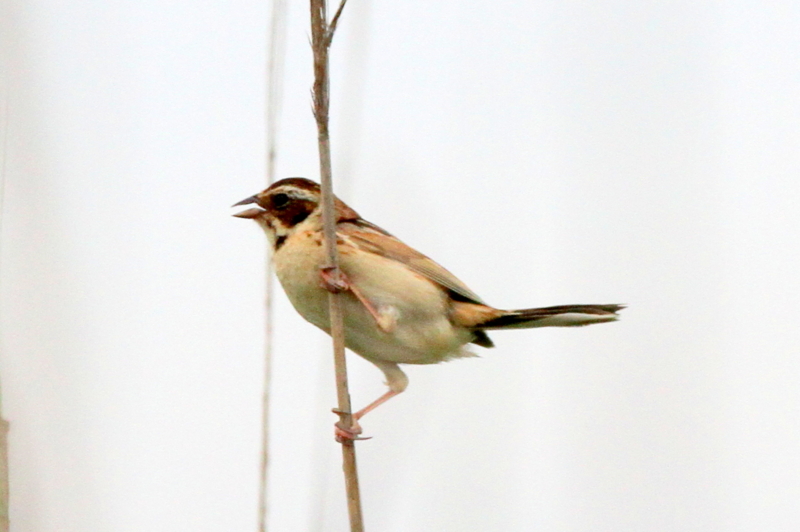 f:id:digibirds:20120618143940j:image