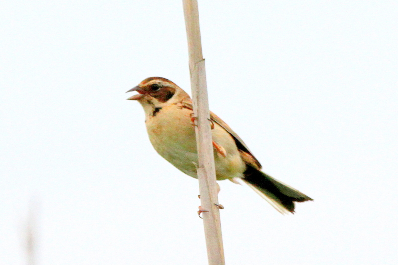 f:id:digibirds:20120618143942j:image