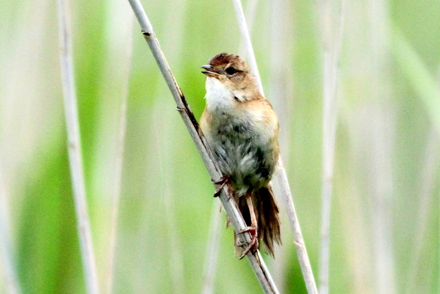 f:id:digibirds:20120619192648j:image