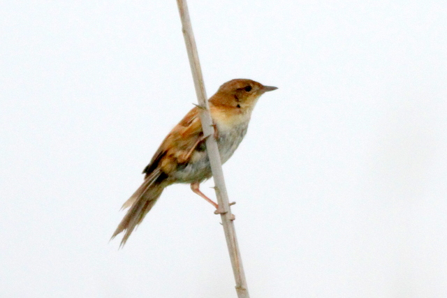f:id:digibirds:20120619192650j:image