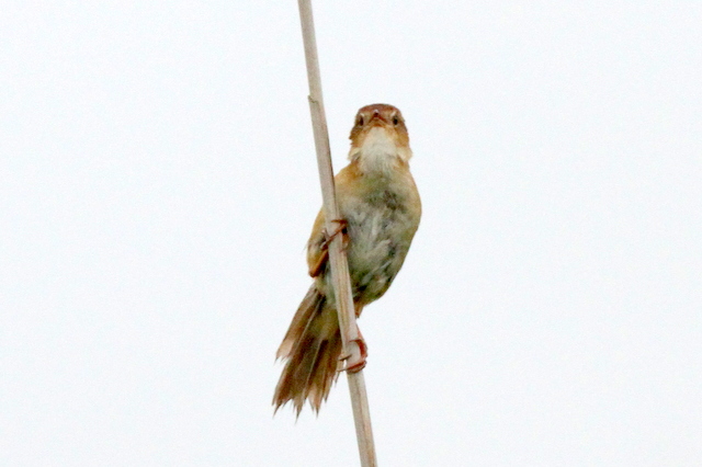 f:id:digibirds:20120619192651j:image
