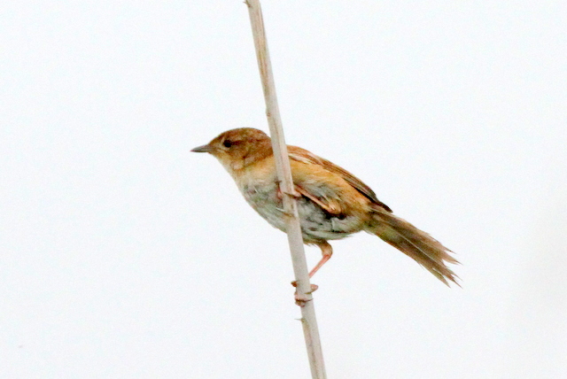 f:id:digibirds:20120619192652j:image