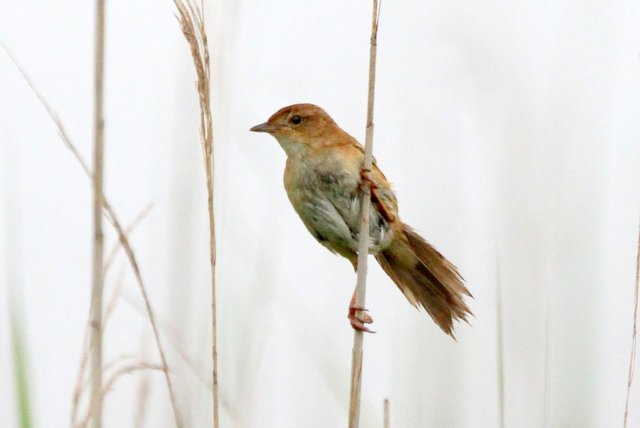 f:id:digibirds:20120619192653j:image