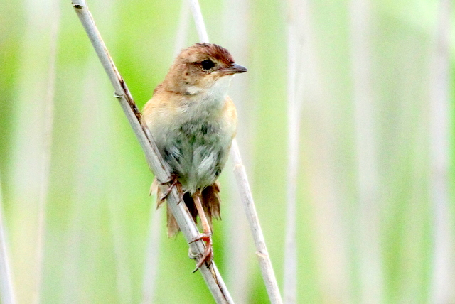 f:id:digibirds:20120620070540j:image