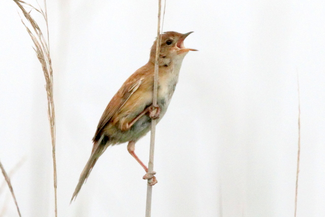f:id:digibirds:20120620230729j:image