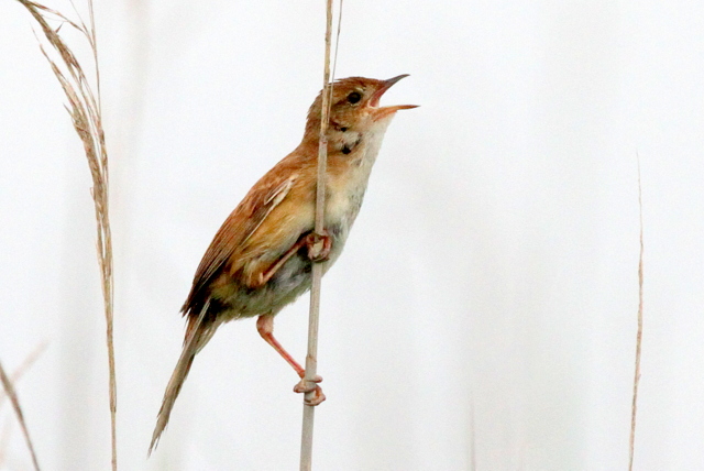 f:id:digibirds:20120620230730j:image