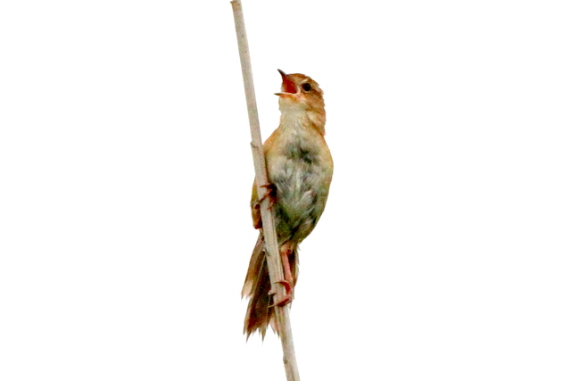 f:id:digibirds:20120620230731j:image