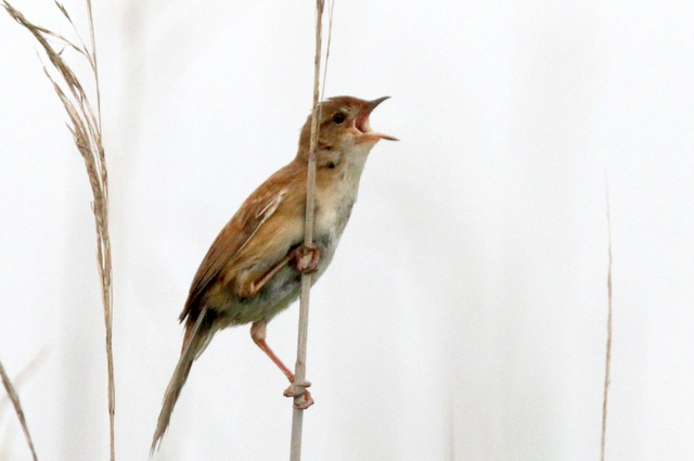 f:id:digibirds:20120620230733j:image