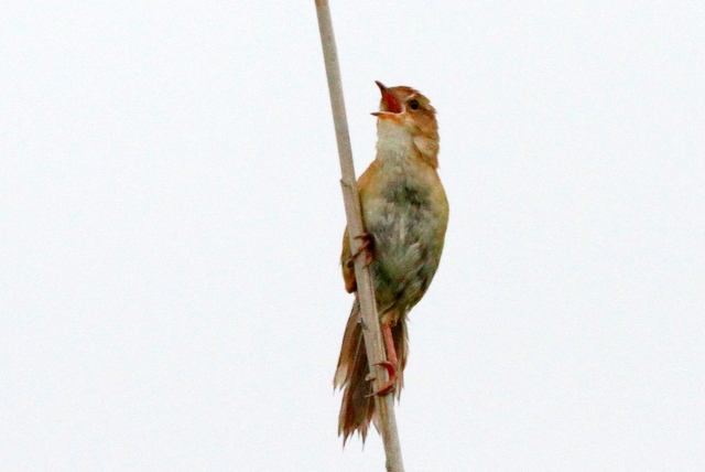 f:id:digibirds:20120620230737j:image