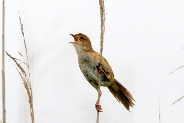 f:id:digibirds:20120620230738j:image