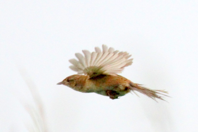 f:id:digibirds:20120621185934j:image
