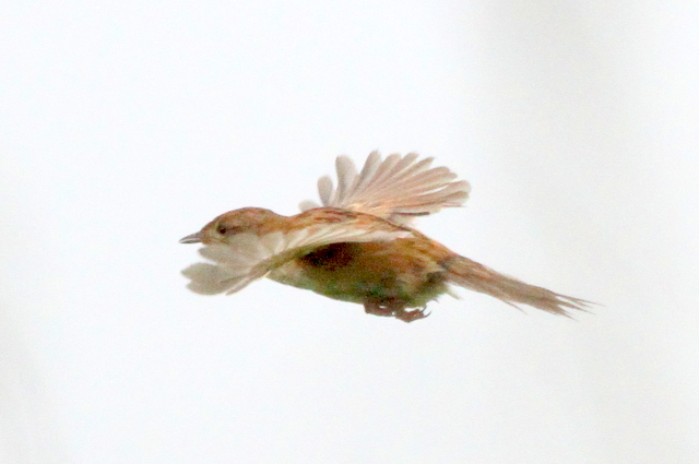 f:id:digibirds:20120621185936j:image