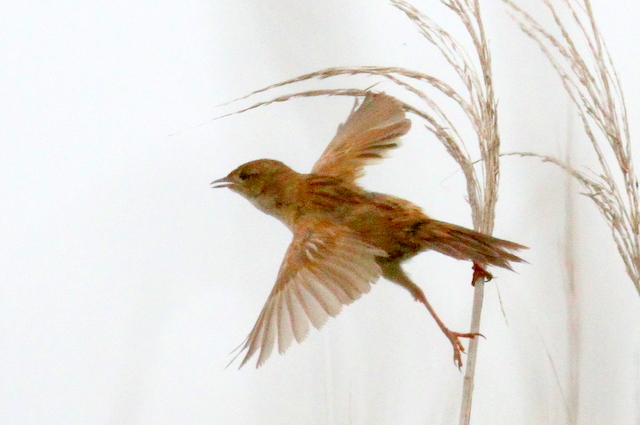f:id:digibirds:20120621185938j:image