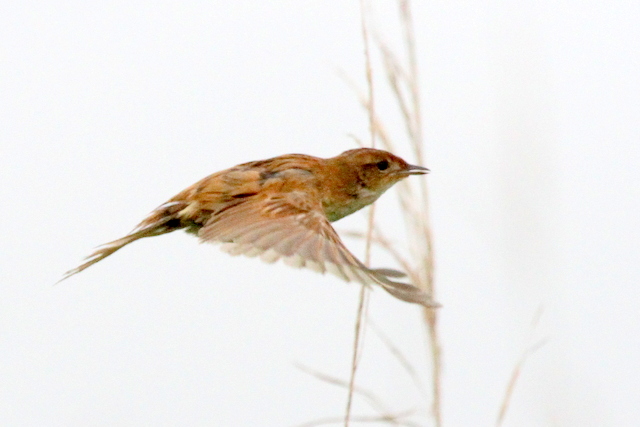 f:id:digibirds:20120621185939j:image
