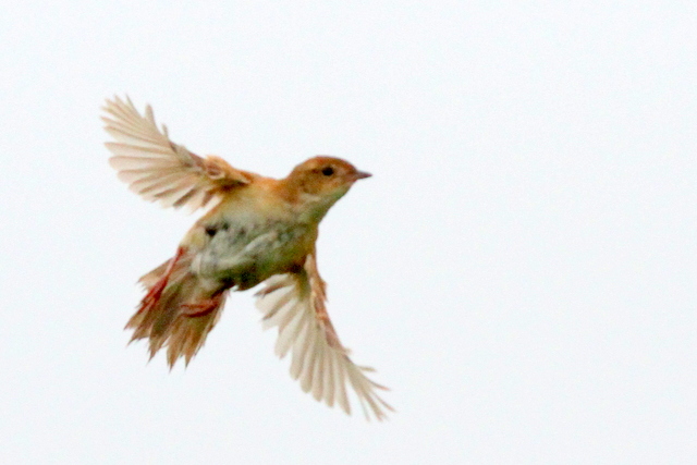 f:id:digibirds:20120621185940j:image