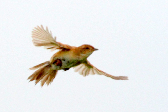 f:id:digibirds:20120621185941j:image