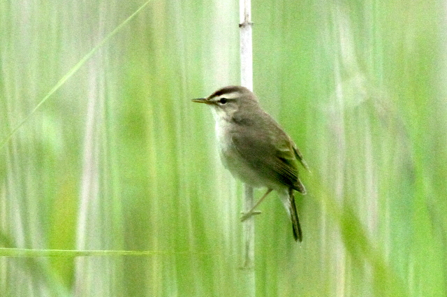 f:id:digibirds:20120622201441j:image