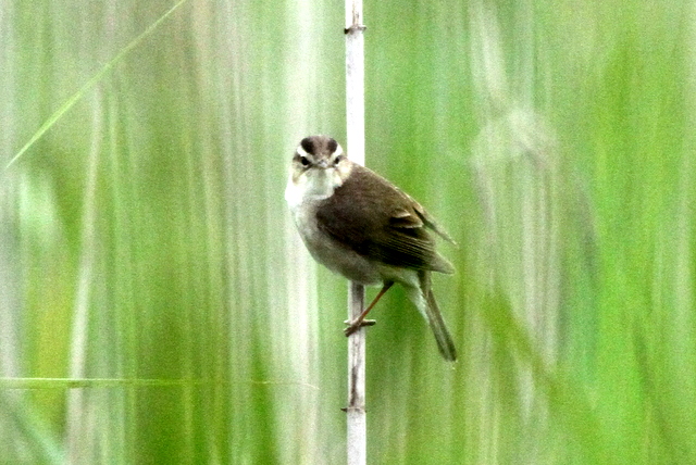 f:id:digibirds:20120622201443j:image