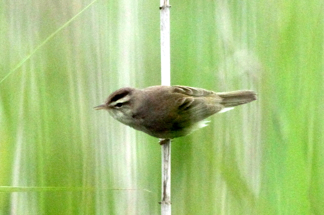 f:id:digibirds:20120622201445j:image