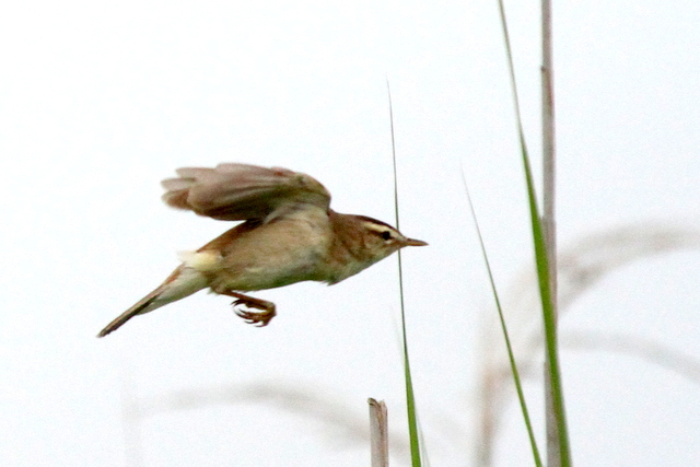 f:id:digibirds:20120622201446j:image