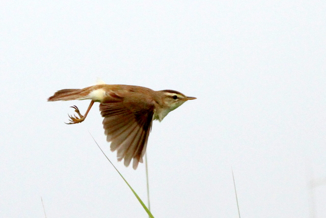 f:id:digibirds:20120622201447j:image