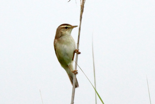 f:id:digibirds:20120622201448j:image