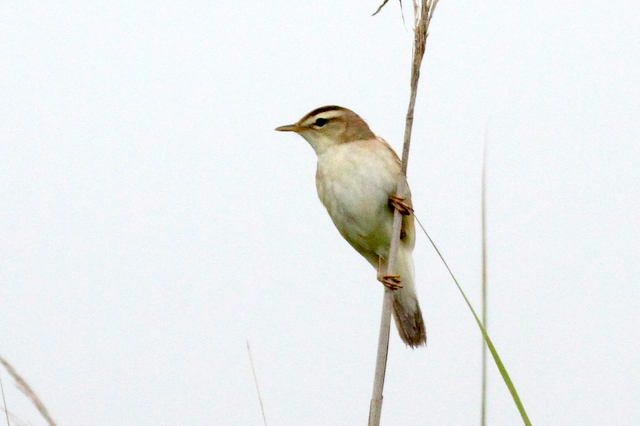 f:id:digibirds:20120622201449j:image