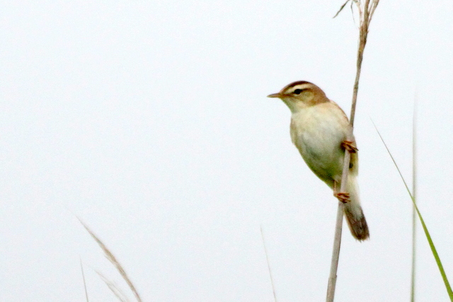 f:id:digibirds:20120622201450j:image