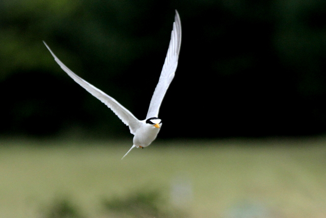 f:id:digibirds:20120623234313j:image