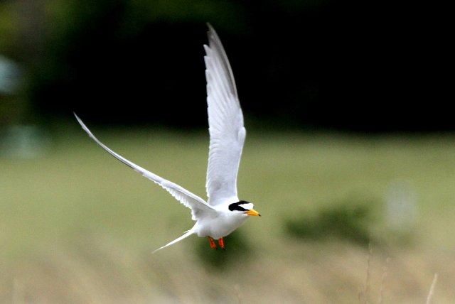 f:id:digibirds:20120623234316j:image