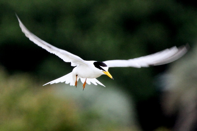 f:id:digibirds:20120623234317j:image