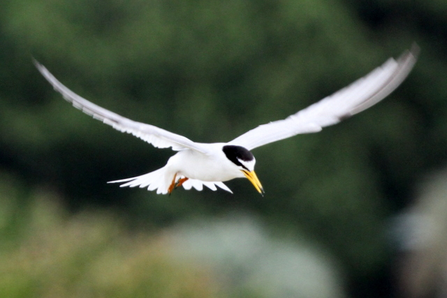 f:id:digibirds:20120623234318j:image