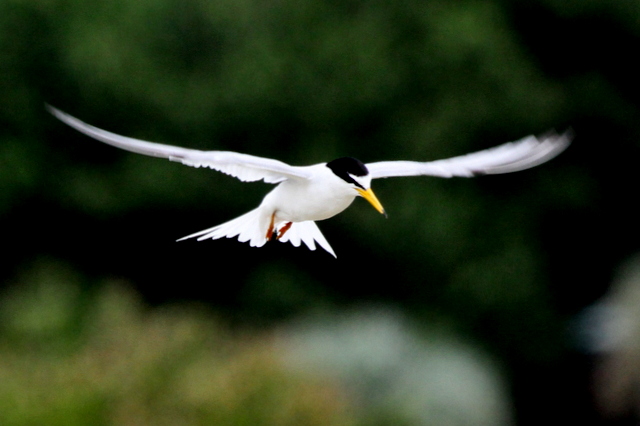 f:id:digibirds:20120623234319j:image