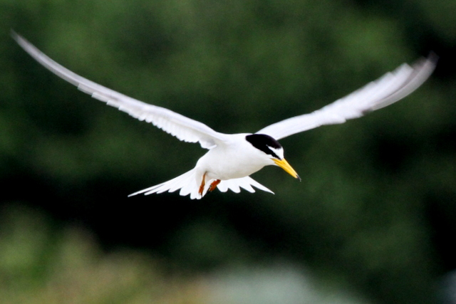 f:id:digibirds:20120623234320j:image