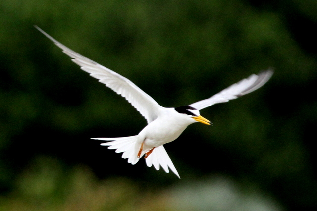 f:id:digibirds:20120623234321j:image