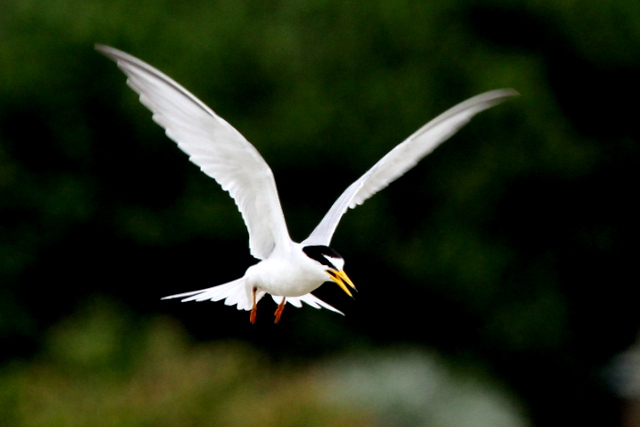 f:id:digibirds:20120623234322j:image