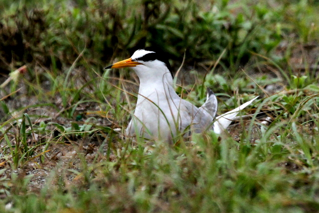 f:id:digibirds:20120624232830j:image