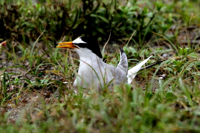f:id:digibirds:20120624232831j:image