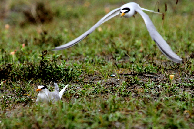 f:id:digibirds:20120624232832j:image