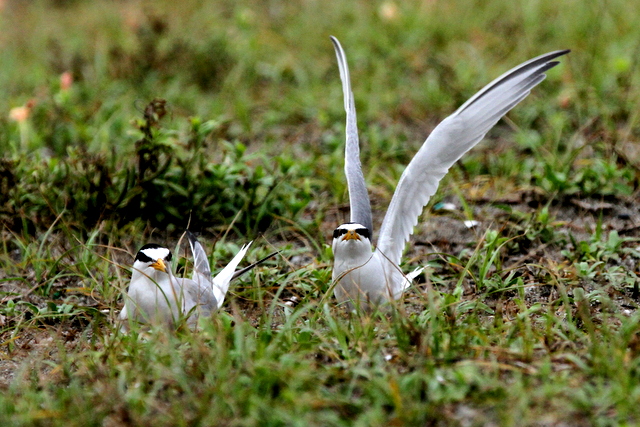 f:id:digibirds:20120624232833j:image