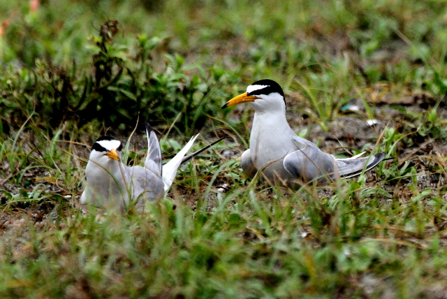 f:id:digibirds:20120624232834j:image