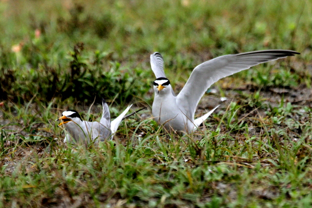 f:id:digibirds:20120624232835j:image
