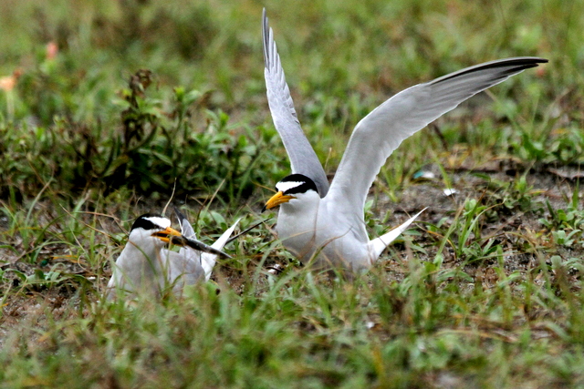 f:id:digibirds:20120624232836j:image