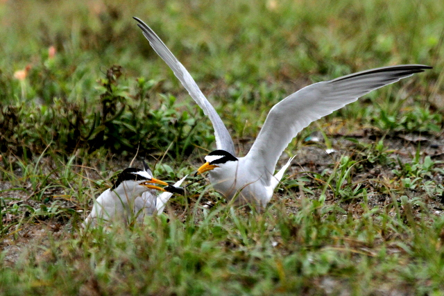 f:id:digibirds:20120624232837j:image