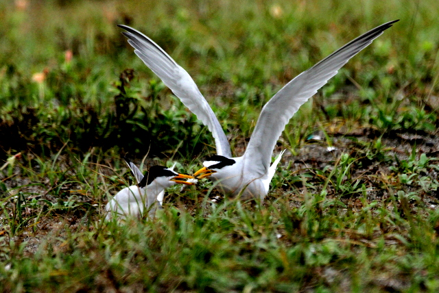 f:id:digibirds:20120624232838j:image