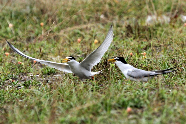 f:id:digibirds:20120625090722j:image f:id:digibirds:20120625090722j:image