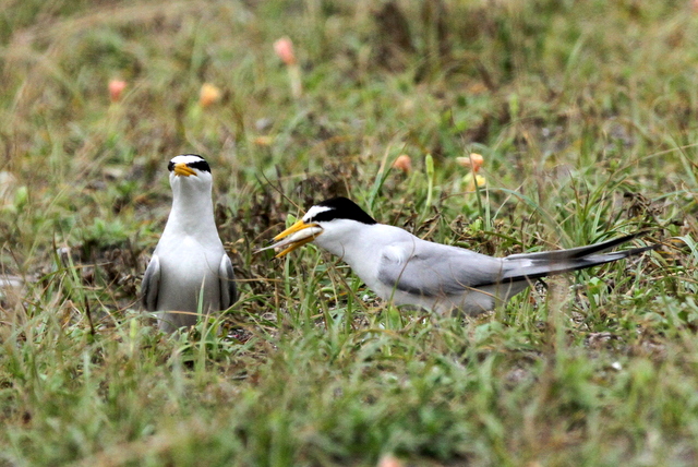 f:id:digibirds:20120625090724j:image f:id:digibirds:20120625090724j:image
