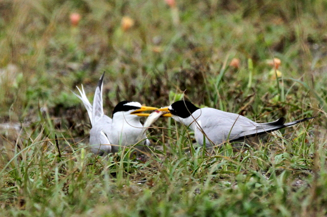 f:id:digibirds:20120625090726j:image f:id:digibirds:20120625090726j:image