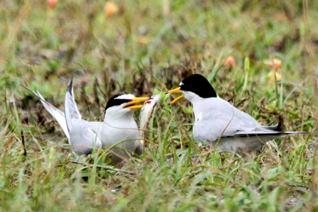 f:id:digibirds:20120625090727j:image f:id:digibirds:20120625090727j:image