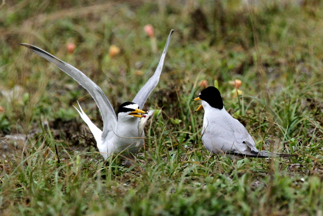 f:id:digibirds:20120625090729j:image f:id:digibirds:20120625090729j:image